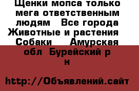 Щенки мопса только мега-ответственным людям - Все города Животные и растения » Собаки   . Амурская обл.,Бурейский р-н